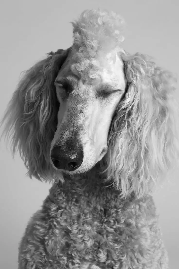 30隻「沒辦法再相信人類」的動物!貓皇被剃成草泥馬:我曾經帥過QQ...