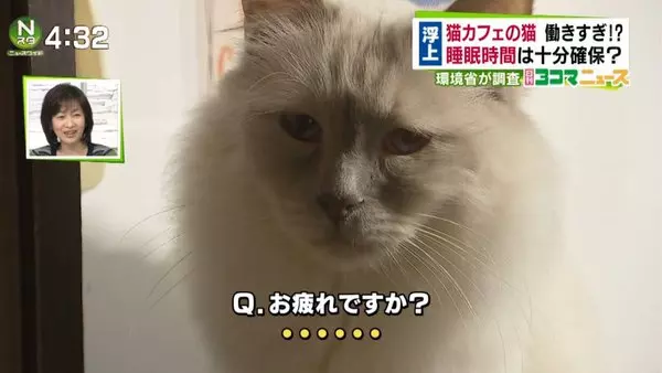 一直加班的貓被問到說「上班時間這麼長你累嗎?」 回答讓網友:心疼!