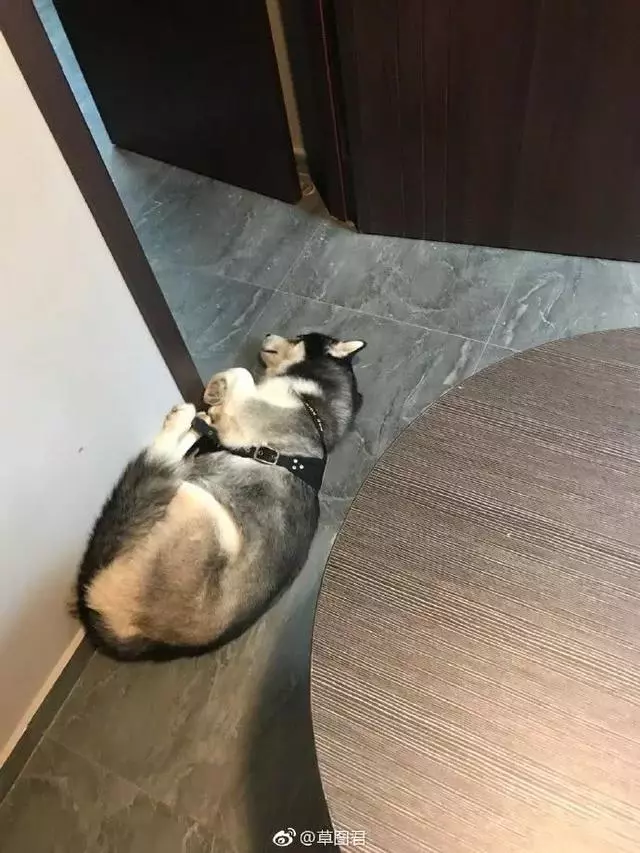 讓狗生不如死的關節炎,該怎麼預防?