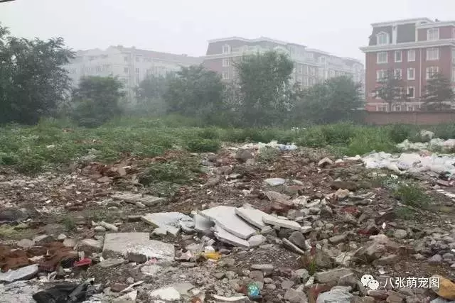 出去散步遇到一隻「醜陋的狗狗」,把牠帶回家!一年後竟有人出50000搶著買!