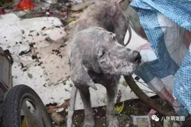 出去散步遇到一隻「醜陋的狗狗」,把牠帶回家!一年後竟有人出50000搶著買!