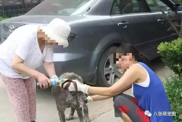 出去散步遇到一隻「醜陋的狗狗」,把牠帶回家!一年後竟有人出50000搶著買!