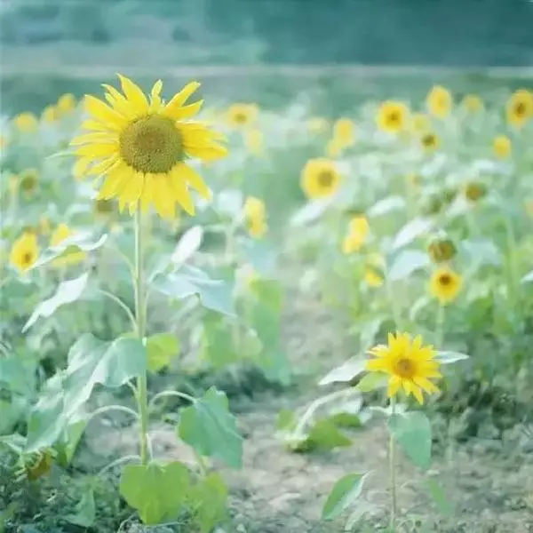 一位富人請風水先生去他家墓地看風水