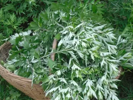 用艾葉煮水來洗頭,一周2次,頭髮不掉那麼多了,也不油膩了,效果超強的
