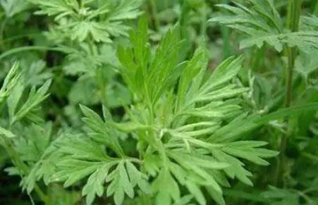 用艾葉煮水來洗頭,一周2次,頭髮不掉那麼多了,也不油膩了,效果超強的