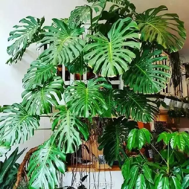 20種吸甲醛花卉,號稱綠色凈化器,清除甲醛去異味,養一盆就賺到了