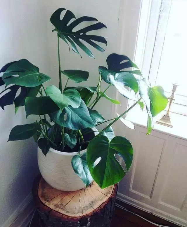 20種吸甲醛花卉,號稱綠色凈化器,清除甲醛去異味,養一盆就賺到了