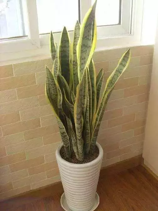 20種吸甲醛花卉,號稱綠色凈化器,清除甲醛去異味,養一盆就賺到了