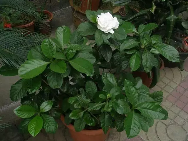 20種吸甲醛花卉,號稱綠色凈化器,清除甲醛去異味,養一盆就賺到了