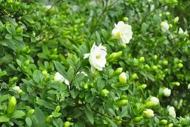 20種吸甲醛花卉,號稱綠色凈化器,清除甲醛去異味,養一盆就賺到了