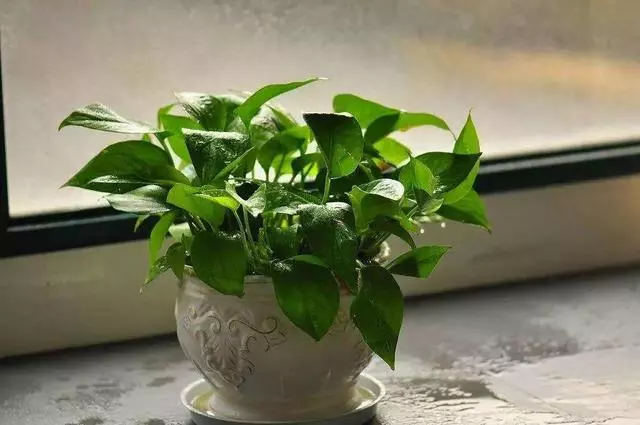 20種吸甲醛花卉,號稱綠色凈化器,清除甲醛去異味,養一盆就賺到了