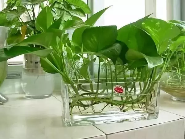 20種吸甲醛花卉,號稱綠色凈化器,清除甲醛去異味,養一盆就賺到了