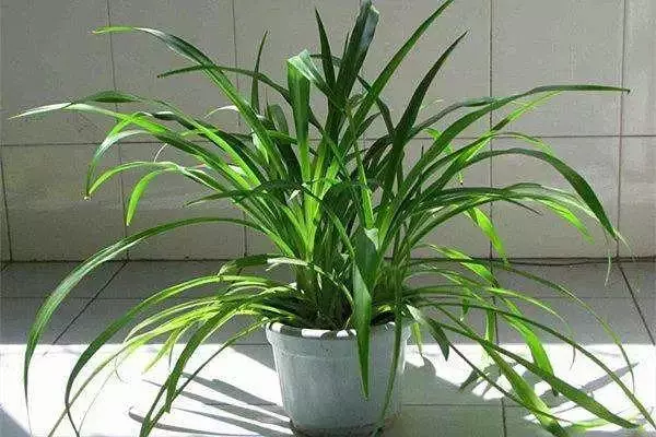 20種吸甲醛花卉,號稱綠色凈化器,清除甲醛去異味,養一盆就賺到了
