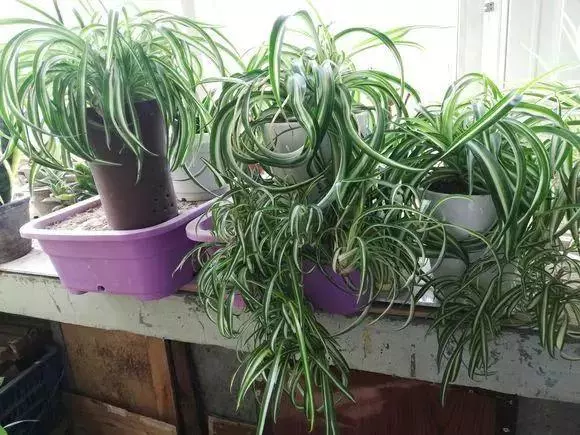 20種吸甲醛花卉,號稱綠色凈化器,清除甲醛去異味,養一盆就賺到了