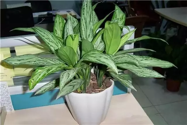 20種吸甲醛花卉,號稱綠色凈化器,清除甲醛去異味,養一盆就賺到了
