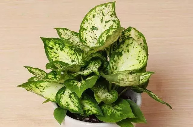 20種吸甲醛花卉,號稱綠色凈化器,清除甲醛去異味,養一盆就賺到了