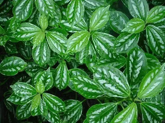 20種吸甲醛花卉,號稱綠色凈化器,清除甲醛去異味,養一盆就賺到了