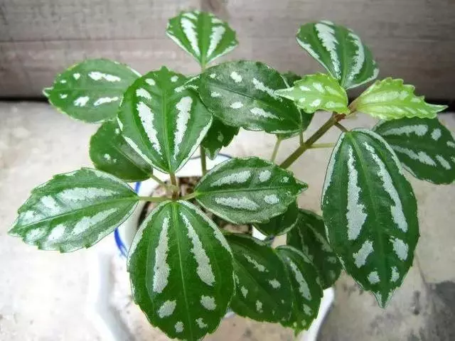 20種吸甲醛花卉,號稱綠色凈化器,清除甲醛去異味,養一盆就賺到了