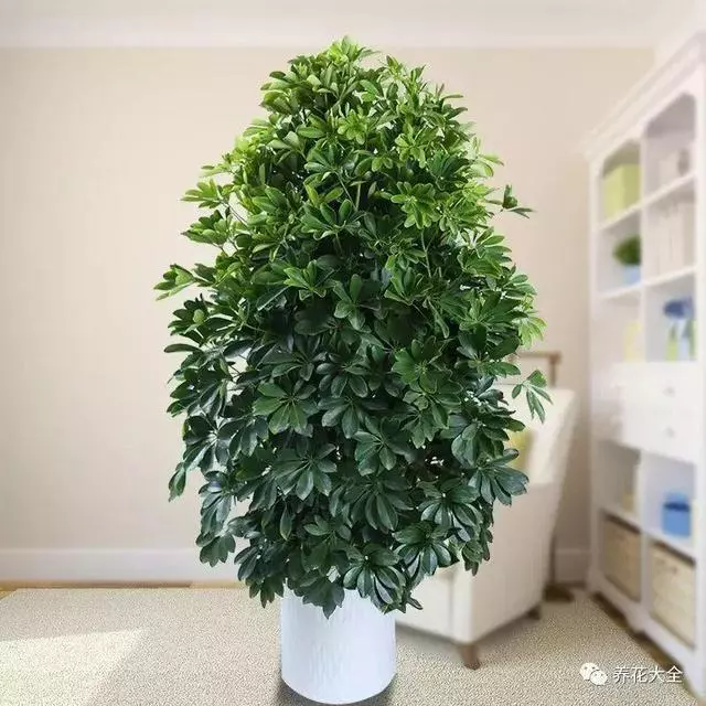 20種吸甲醛花卉,號稱綠色凈化器,清除甲醛去異味,養一盆就賺到了