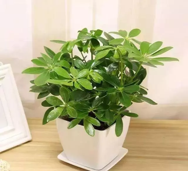 20種吸甲醛花卉,號稱綠色凈化器,清除甲醛去異味,養一盆就賺到了