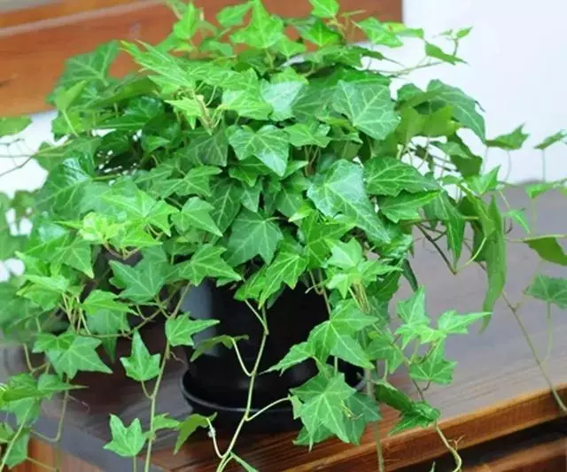 20種吸甲醛花卉,號稱綠色凈化器,清除甲醛去異味,養一盆就賺到了