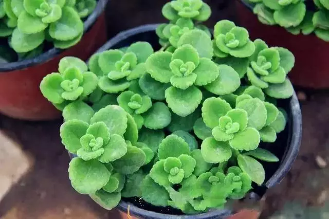 20種吸甲醛花卉,號稱綠色凈化器,清除甲醛去異味,養一盆就賺到了