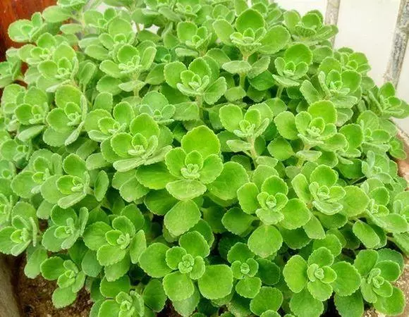 20種吸甲醛花卉,號稱綠色凈化器,清除甲醛去異味,養一盆就賺到了
