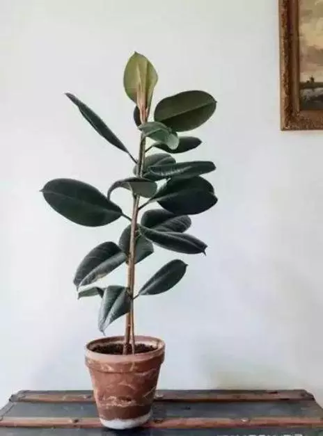 20種吸甲醛花卉,號稱綠色凈化器,清除甲醛去異味,養一盆就賺到了