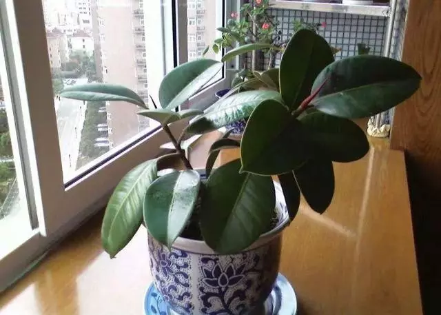 20種吸甲醛花卉,號稱綠色凈化器,清除甲醛去異味,養一盆就賺到了