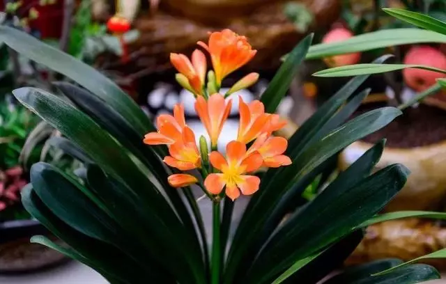 20種吸甲醛花卉,號稱綠色凈化器,清除甲醛去異味,養一盆就賺到了