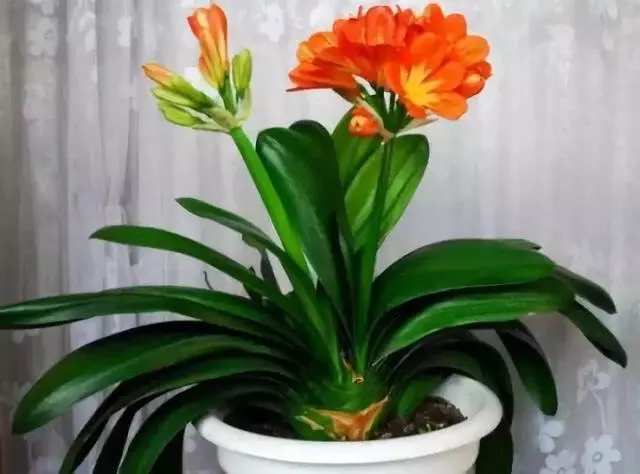 20種吸甲醛花卉,號稱綠色凈化器,清除甲醛去異味,養一盆就賺到了