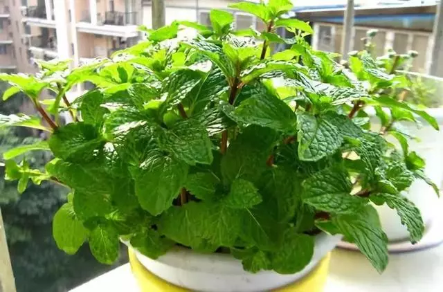 20種吸甲醛花卉,號稱綠色凈化器,清除甲醛去異味,養一盆就賺到了