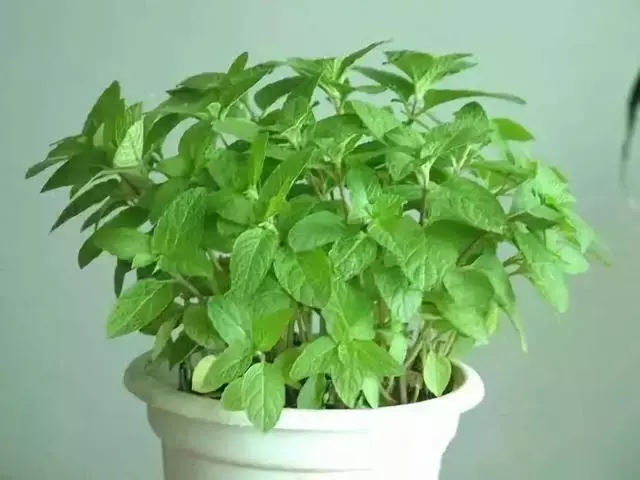 20種吸甲醛花卉,號稱綠色凈化器,清除甲醛去異味,養一盆就賺到了