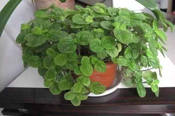 20種吸甲醛花卉,號稱綠色凈化器,清除甲醛去異味,養一盆就賺到了