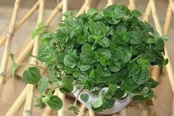 20種吸甲醛花卉,號稱綠色凈化器,清除甲醛去異味,養一盆就賺到了