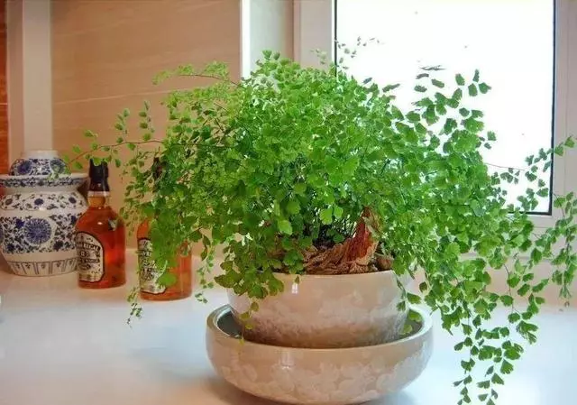 20種吸甲醛花卉,號稱綠色凈化器,清除甲醛去異味,養一盆就賺到了