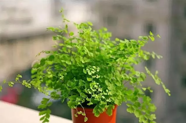 20種吸甲醛花卉,號稱綠色凈化器,清除甲醛去異味,養一盆就賺到了