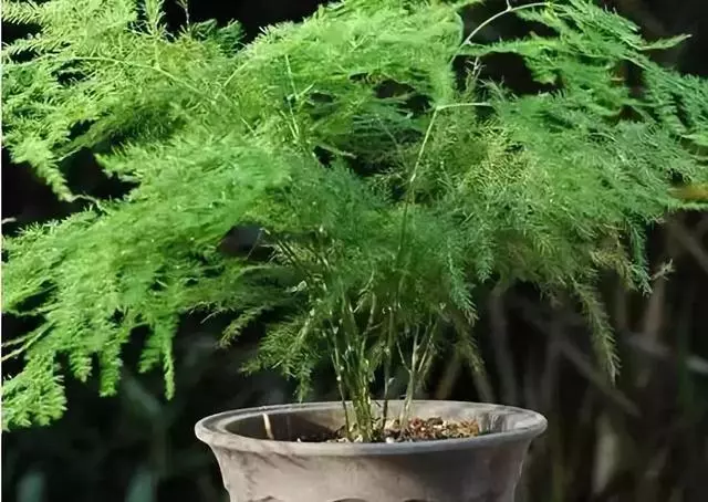 20種吸甲醛花卉,號稱綠色凈化器,清除甲醛去異味,養一盆就賺到了