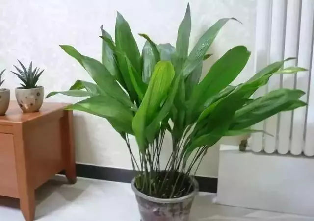 20種吸甲醛花卉,號稱綠色凈化器,清除甲醛去異味,養一盆就賺到了