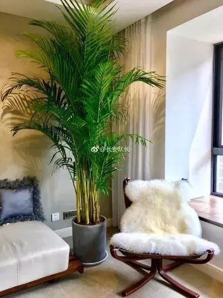 20種吸甲醛花卉,號稱綠色凈化器,清除甲醛去異味,養一盆就賺到了