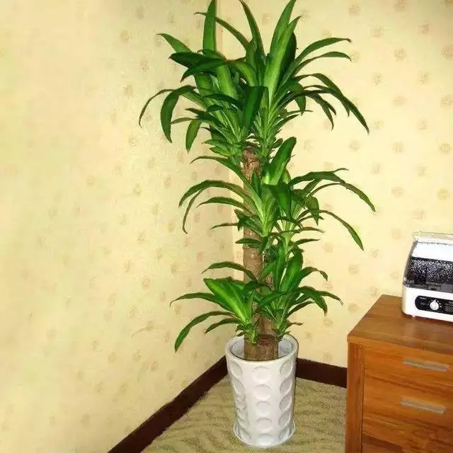 20種吸甲醛花卉,號稱綠色凈化器,清除甲醛去異味,養一盆就賺到了