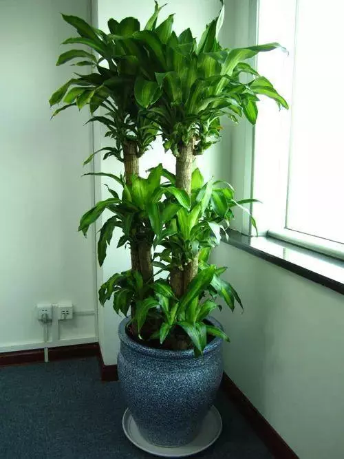 20種吸甲醛花卉,號稱綠色凈化器,清除甲醛去異味,養一盆就賺到了