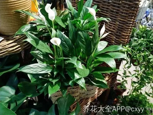 20種吸甲醛花卉,號稱綠色凈化器,清除甲醛去異味,養一盆就賺到了