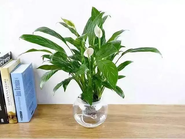 20種吸甲醛花卉,號稱綠色凈化器,清除甲醛去異味,養一盆就賺到了