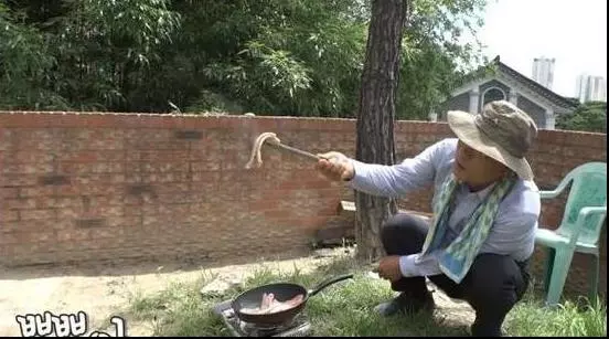 浪汪被收養超懼怕主人,離家出走一個月有家不敢回,主人:我真的很愛它!