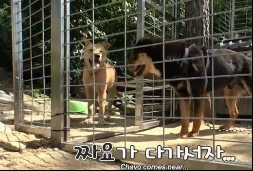 浪汪被收養超懼怕主人,離家出走一個月有家不敢回,主人:我真的很愛它!