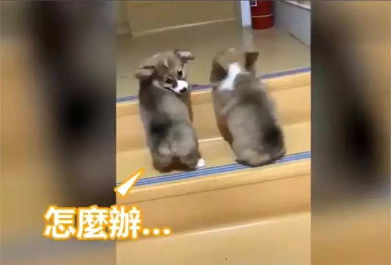 兩隻小柯基爬臺階,其中一隻甘心當踏板,最後被無情拋棄,對話萌翻了!