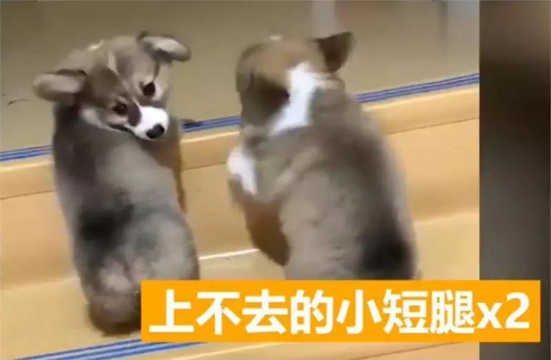 兩隻小柯基爬臺階,其中一隻甘心當踏板,最後被無情拋棄,對話萌翻了!