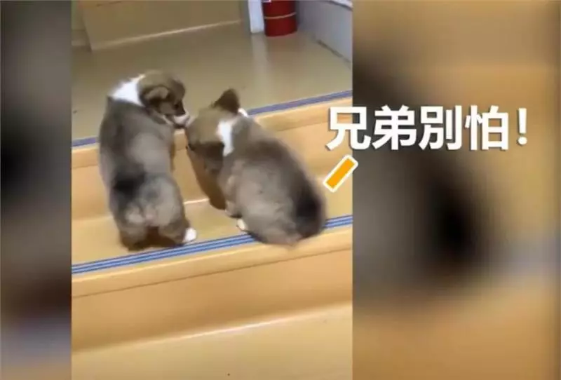 兩隻小柯基爬臺階,其中一隻甘心當踏板,最後被無情拋棄,對話萌翻了!