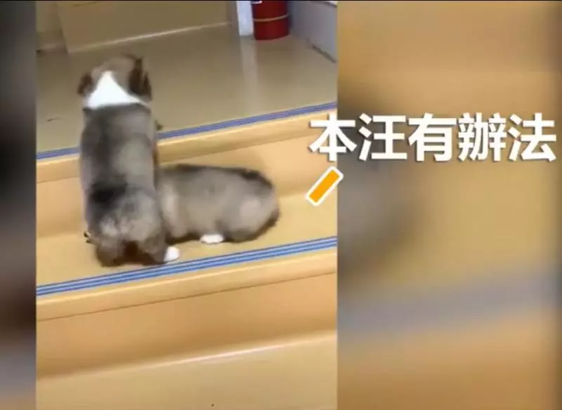 兩隻小柯基爬臺階,其中一隻甘心當踏板,最後被無情拋棄,對話萌翻了!
